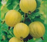 Uva spina - cura delle piante da frutta