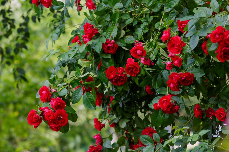 rosa pianta ornamentale