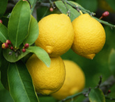 Limoni - cura delle piante da frutta