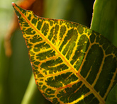 Croton - cura delle piante da giardino