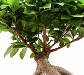 Ficus - cura delle piante da giardino