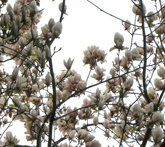 Magnolia - cura delle piante da giardino