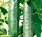 Cetriolo - cura delle piante da orto