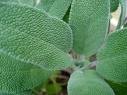 Salvia - cura delle piante aromatiche