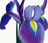 Iris - cura delle piante da giardino