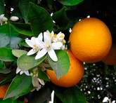 Arancio - cura delle piante da frutta