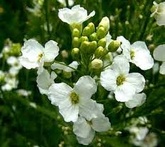 Rafano o cren - cura delle piante aromatiche
