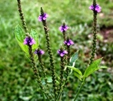 Verbena officinale - cura delle piante aromatiche