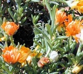 Lapranthus - cura delle piante da giardino