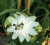 Passiflora - cura delle piante da giardino