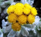 Helichrysum - cura delle piante da giardino