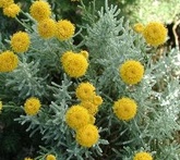 Santolina - cura delle piante aromatiche