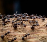 Formiche - difesa dai parassiti
