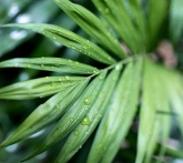 Kentia - cura delle piante da giardino