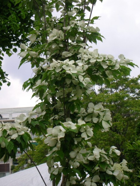 cornus