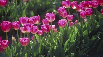 Tulipani