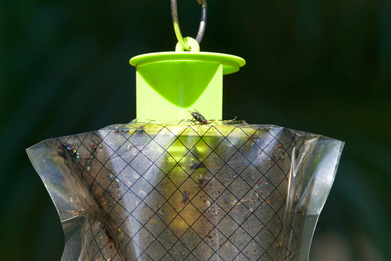 Cattura le mosche con la trappola ecologica