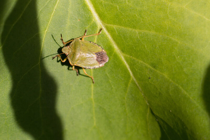 Cimici verdi in casa