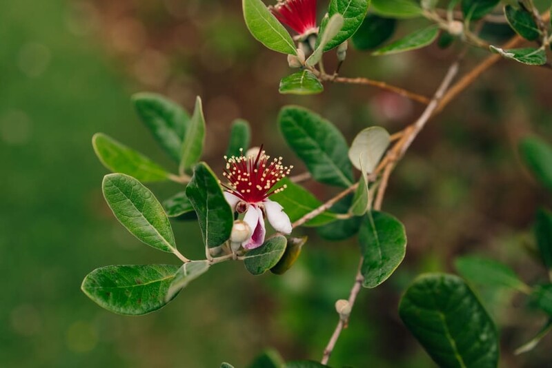 Ananas Guava